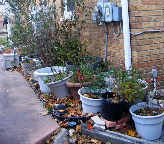 Winter roses photo 2013_11230003_zpsd9c46655.jpg